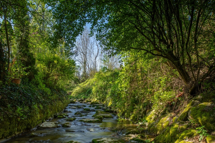 ein Bach im Wald